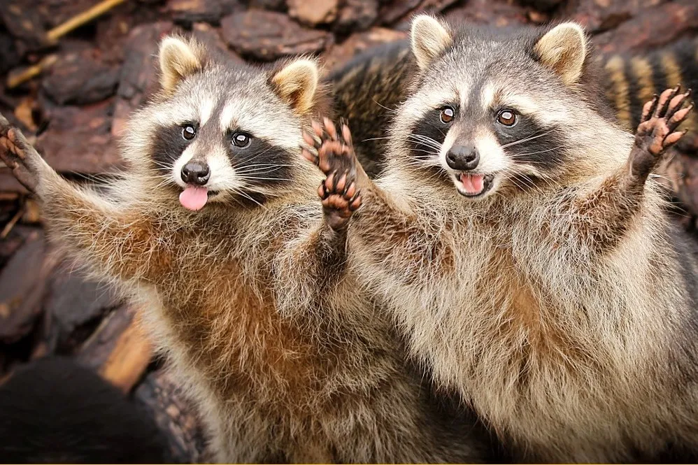 3250_enot-zhivnost-3752292