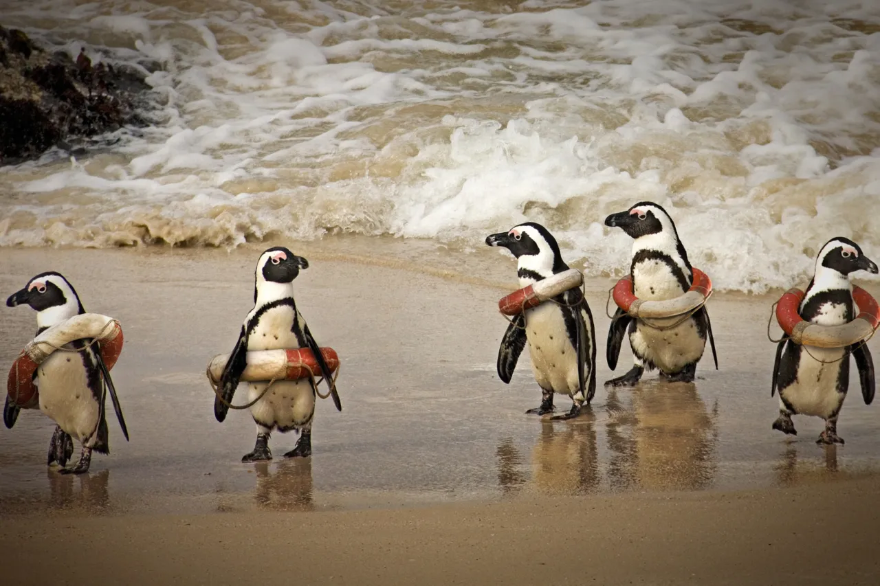 3369_funny-penguins-wearing-lifebuoys-2560x1600