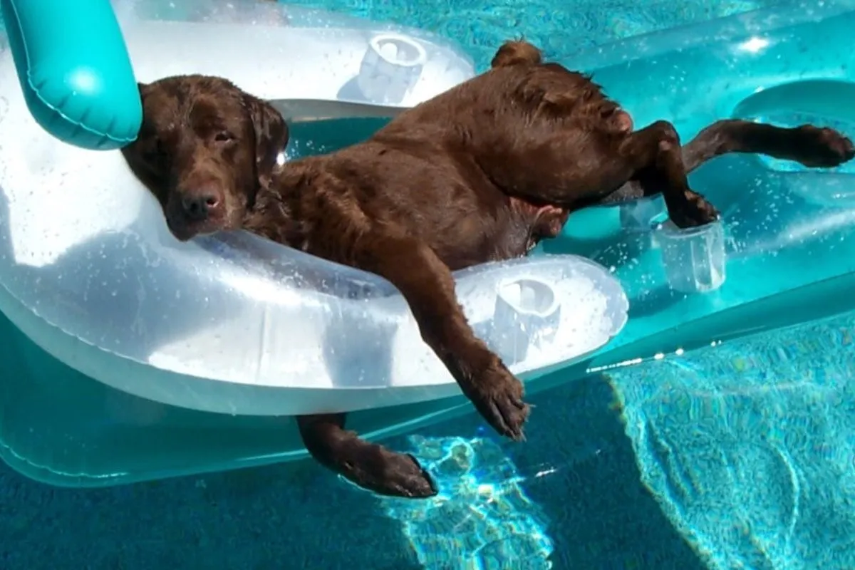 3656_d96gra3wwaadhws