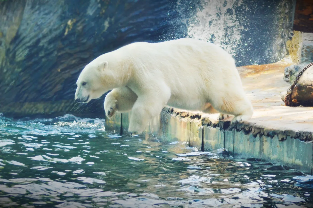 6533_jump-1555905_1920