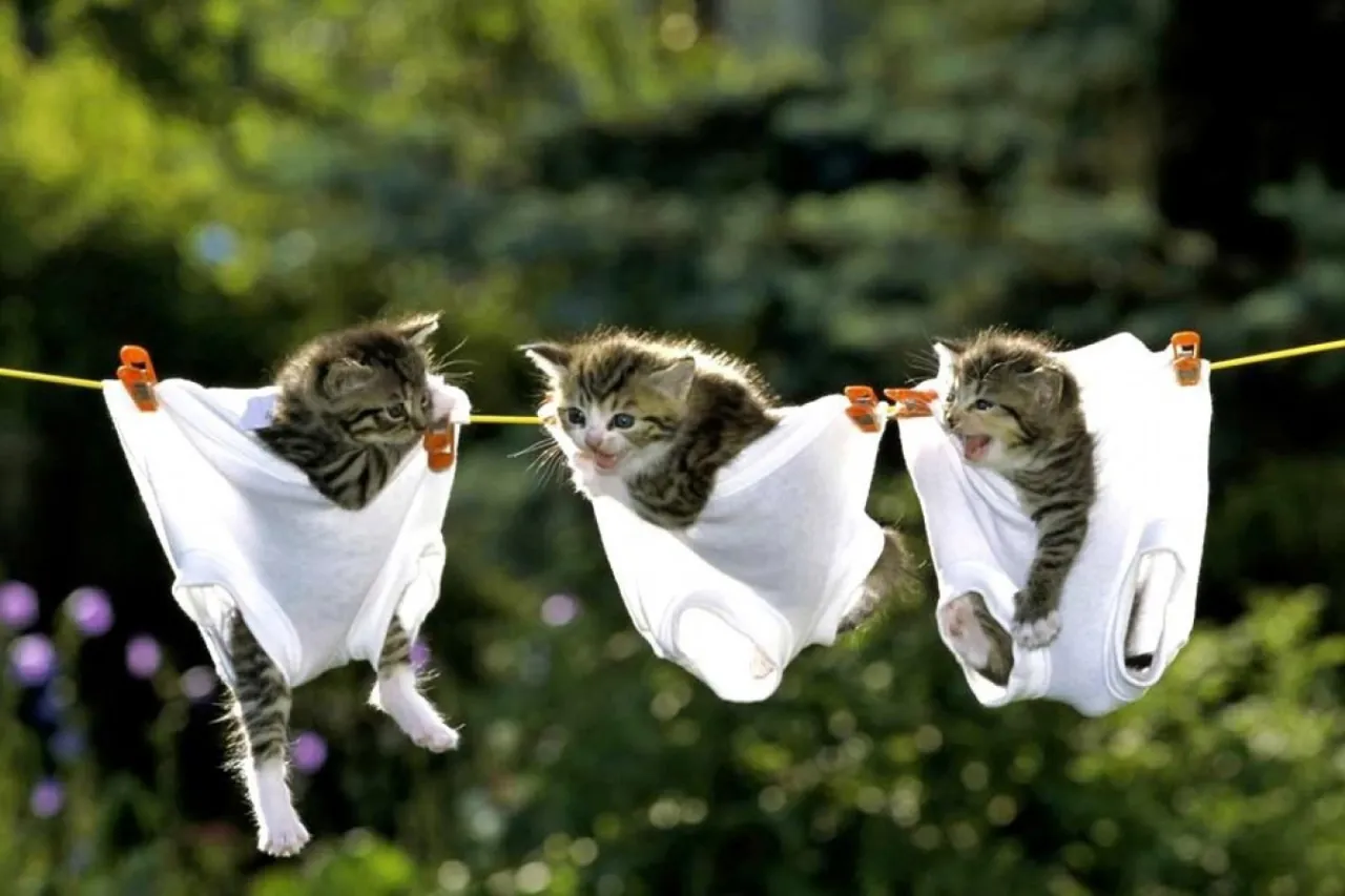 6561_doga-duvar-kagidi-1440x900-2312-fd0930b1