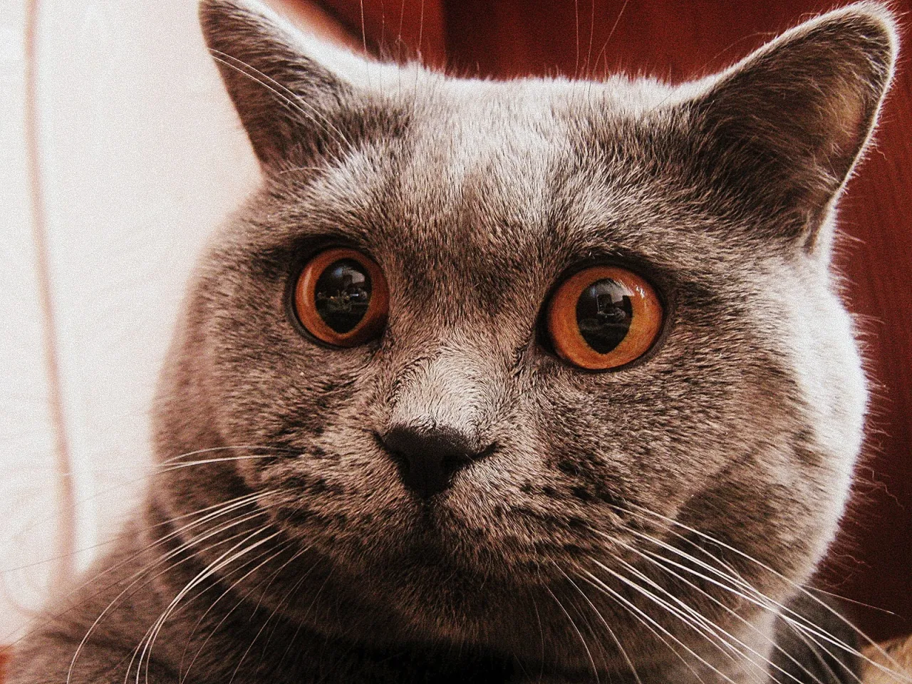 8734_surprised-cat